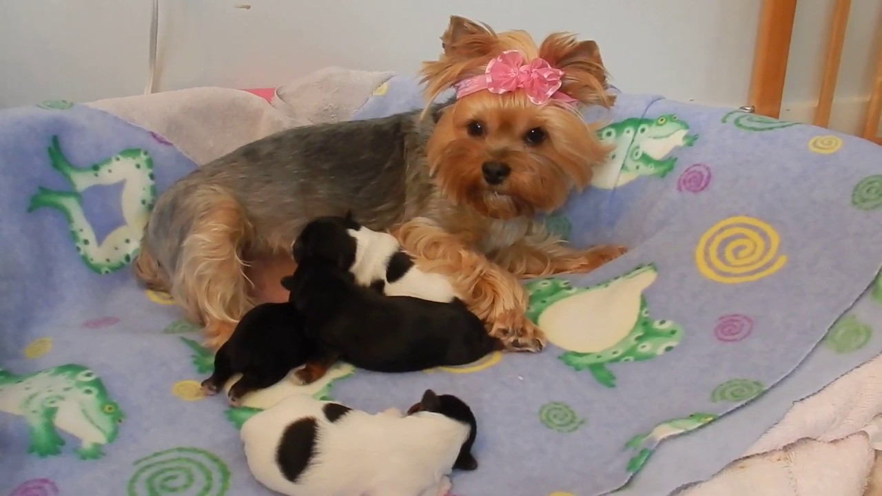 Newborn Yorkies 5 days old YouTube