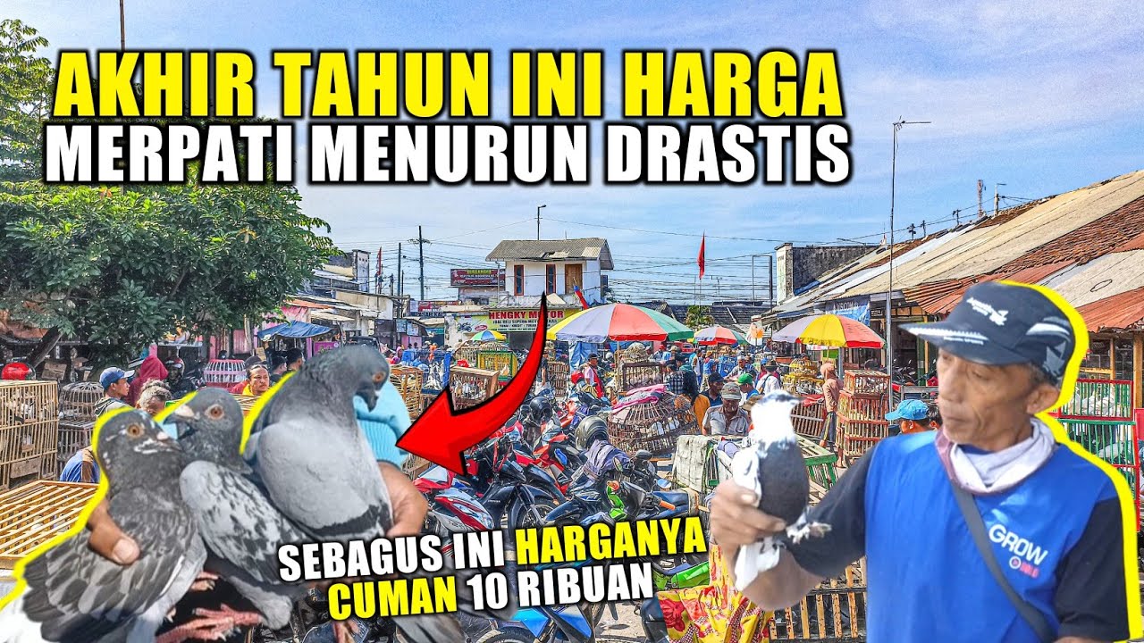 🛑HEBOH HARGA MERPATI SAAT INI‼️HARGA 10 RIBUAN #AKHIRTAHUN2023