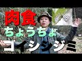 【信じられない⁈】肉食のちょうちょ！ゴイシシジミ！昆虫すごいぜ！蝶太郎物語り＃６３