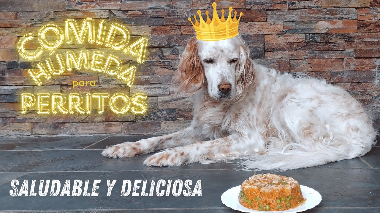 🐾🐶 COMIDA HÚMEDA SALUDABLE Y DELICIOSA PARA PERRITOS 🐕🐾 con Thermomix® 🔝 #tm6