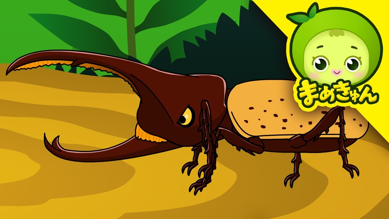 ヘラクレスオオカブト vs コーカサスオオカブト | 動物バトル | まめきゅん MAMEKYUNN