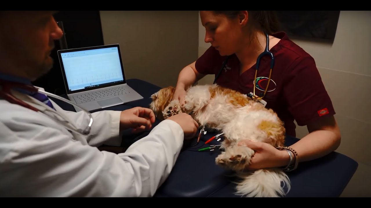 to Coast to coast Cardiology YouTube