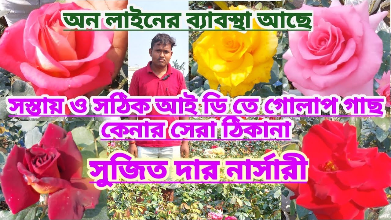 সস্তায় ও সঠিক আই ডি তে গোলাপ কেনার সেরা ঠিকানা সুজিত দার নার্সারি|Cheap & Best Online Rose Nursery||