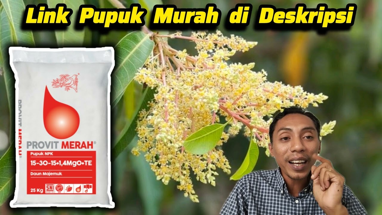 ‼️‼️Mau Banyak Bunga + Buah ‼️ Pakai Pupuk Ini ✅ Racik Pupuk Untuk Bunga + Buah Lebat Banyak Rimbun✅