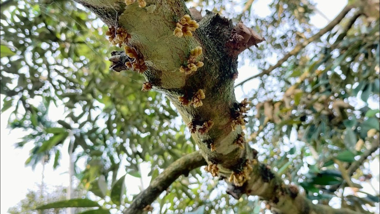 สะสมอาหารกี่ครั้งถึงจะออกดอก ใช้ยาตัวไหนบ้าง มาสรุปให้ฟังส่งท้ายปีเก่าครับ