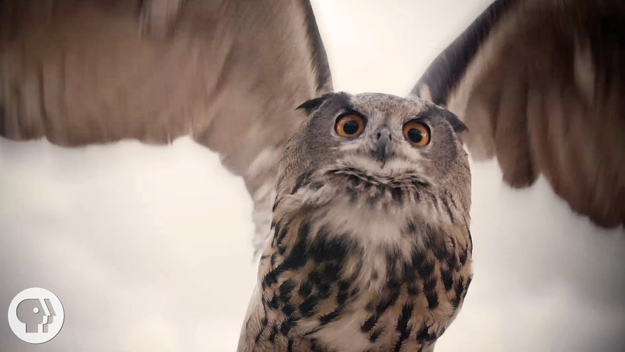 What Makes Owls So Quiet and So Deadly? | Deep Look