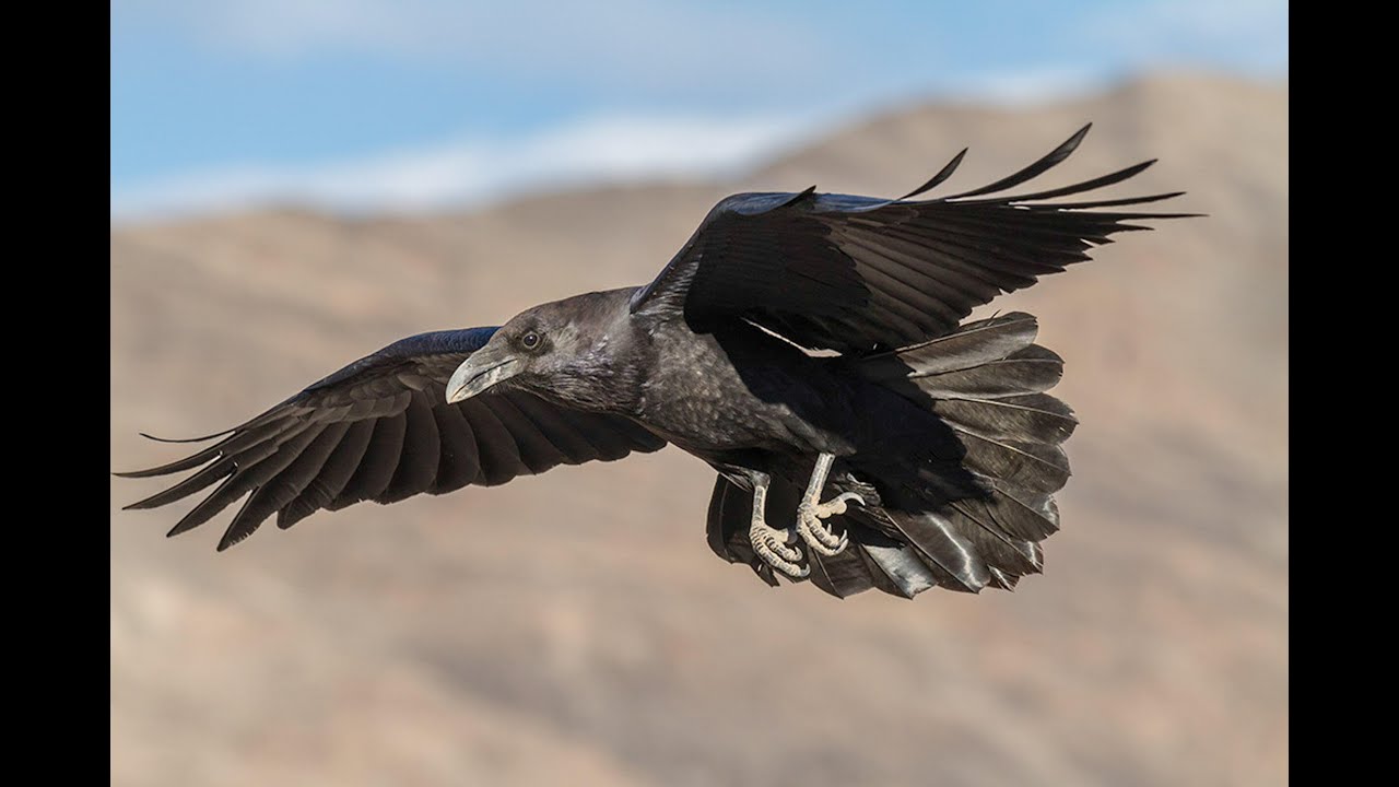 Common Ravens in Appalachia