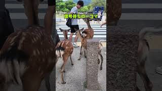 信号待ちの一コマ