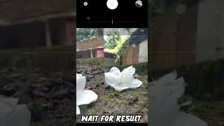 Flower photo capture ||AP EDITOR #mobilephotography #shorts #camera screenshot 5