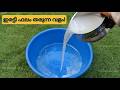 Organic and Powerful Fertilizer For All Plant's | Rice Water Homemade Fertilizer!