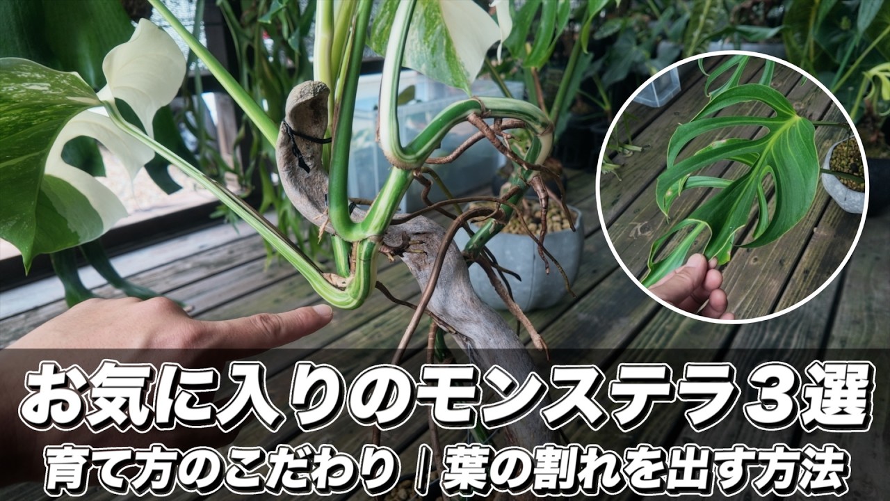 育て方」と「こだわり」お気に入りのモンステラ3選｜バールマルクス