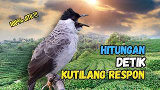 Suara Burung Kutilang Gacor Garuda Paling Ampuh Untuk Masteran Dan Pikat