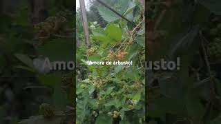 Ítiosaúde Ça Áveis De Arbusto