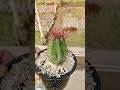 How is My Simple and Beautiful Cactus Plant 121 #shorts