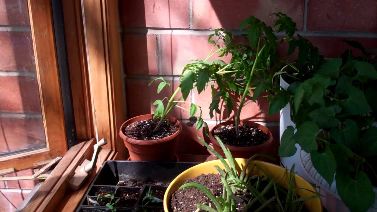 camera iphone 8 plus apk Minnesota garden help needed