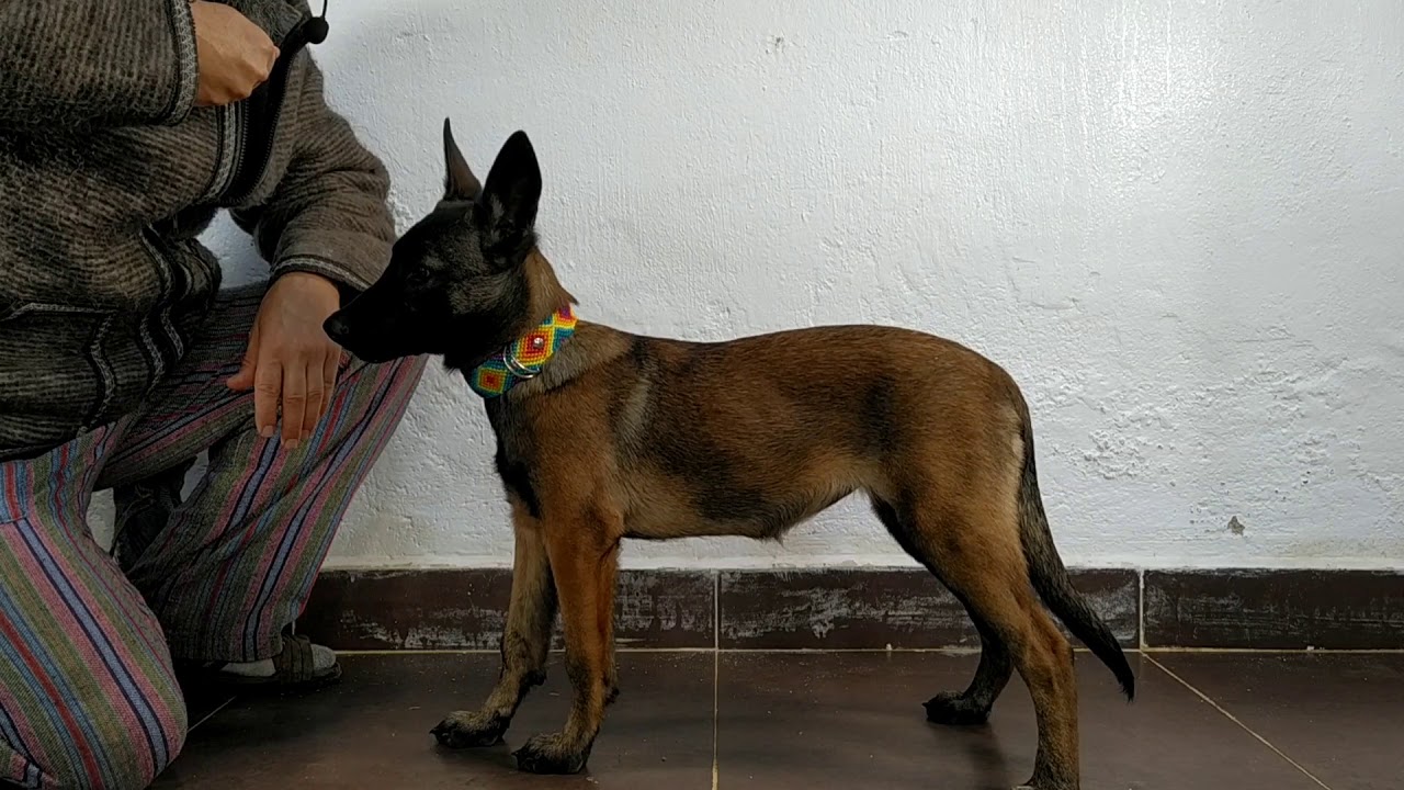 Enséñale esto a tu Pastor Belga Malinois