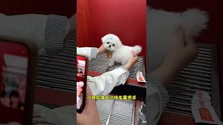 Help The Fans In Shenzhen, Guangdong To Watch The Bichon Frize. Finally, I Won It Directly. The Lad