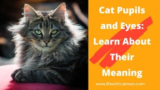 Cat Pupils and Eyes: Learn About Their Meaning