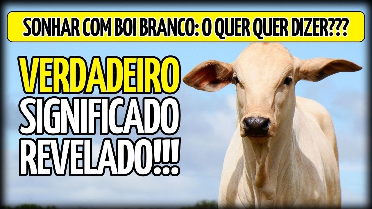 🚨ALERTA🚨 O QUE SIGNIFICA SONHAR COM BOI BRANCO. VERDADEIRO SIGNIFICADO ...