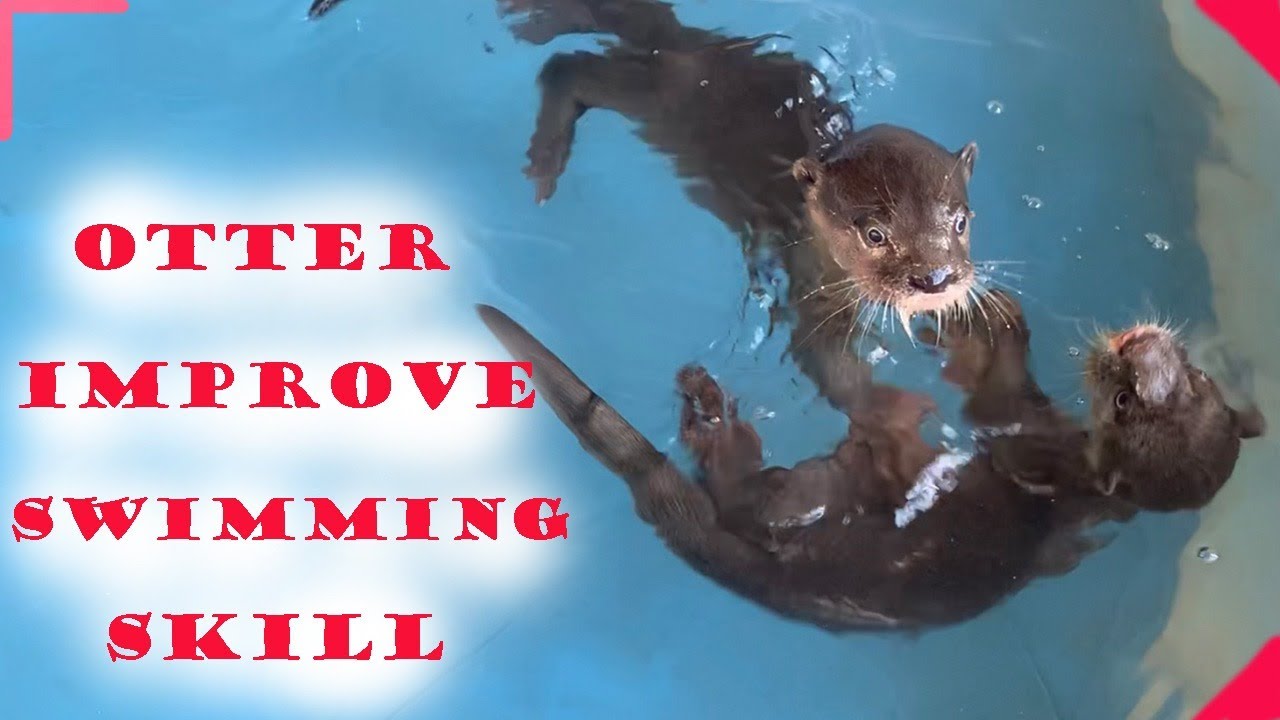Otters improve swimming skill from the baby to adult - YouTube