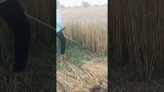 brush cutter cut the field # viral video # please subscribe my channel #