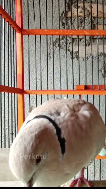 Masteran Suara Puter Lokal Albino Pelung Gacor #puter #puterpelung #puterpelunggacor #puteralbino