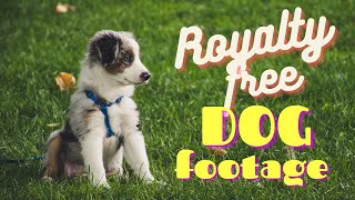 No Copyright Dog Footage | Royalty Free Pet Dogs | Video Production