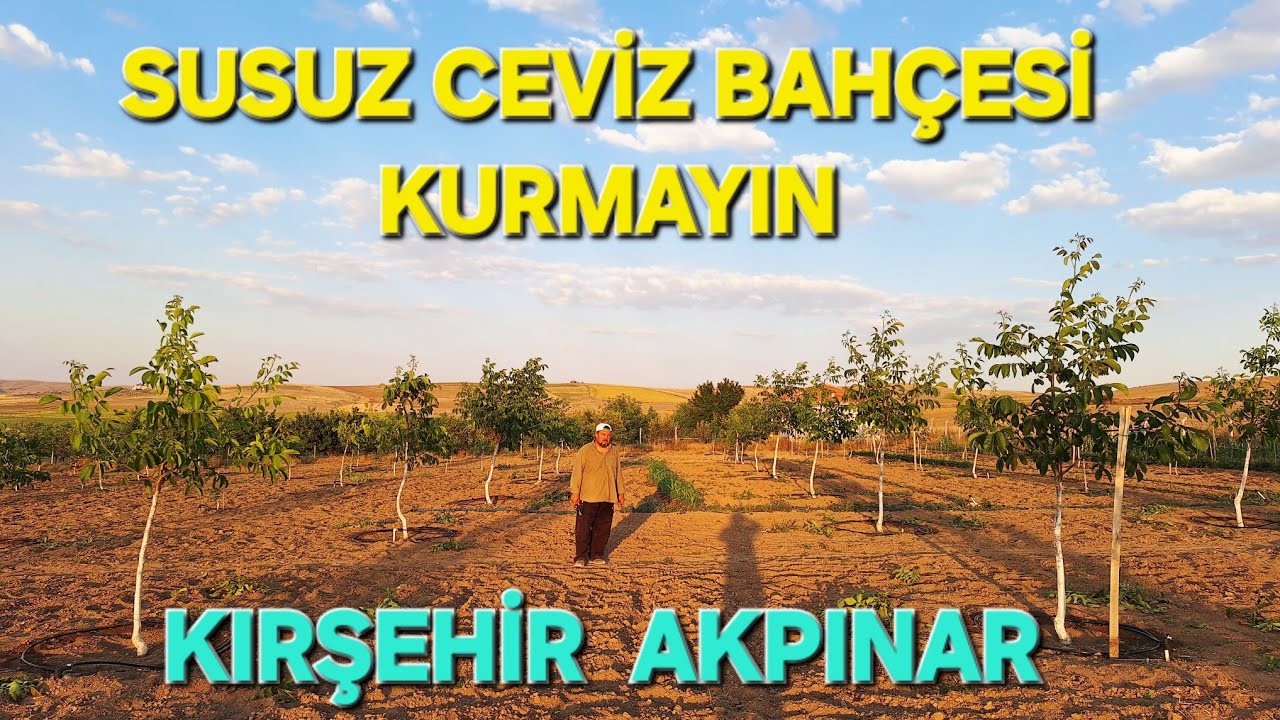 CEVİZ AĞAÇLARINDA BUDAMA. KIRŞEHİR