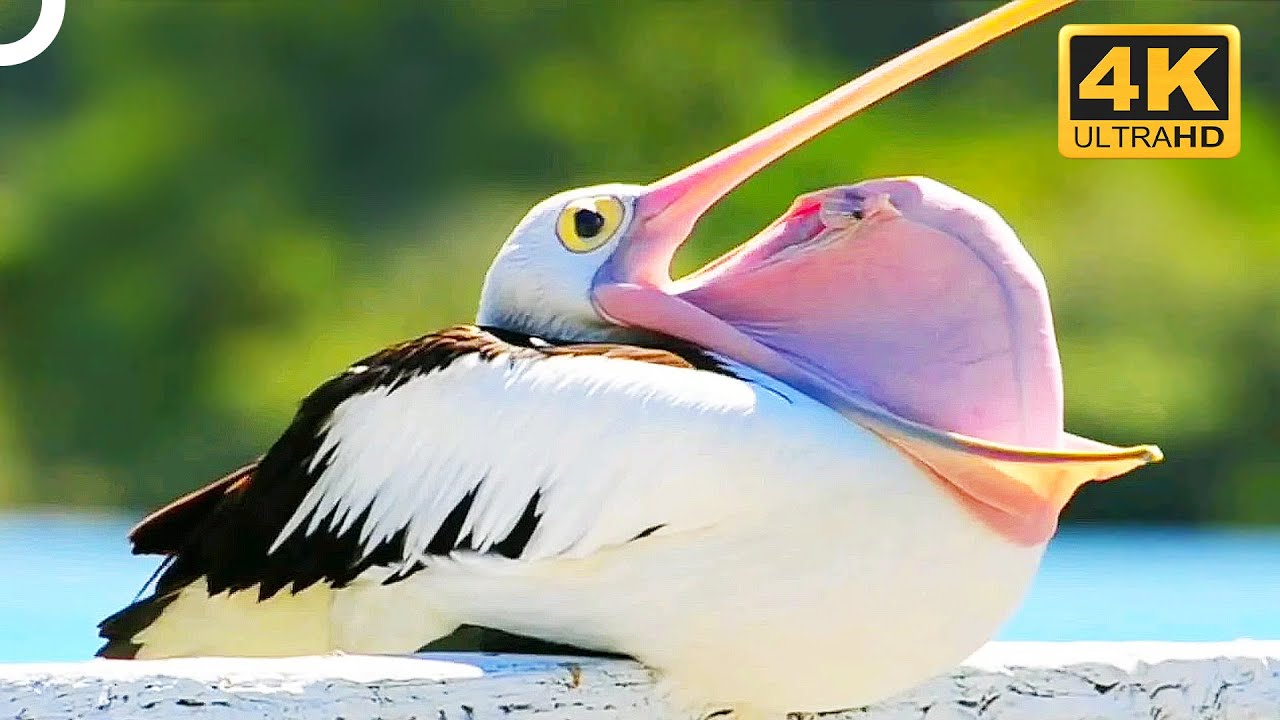 Pelicans Birds With The MOST Bizarre Yawn 4K Animal Documentary