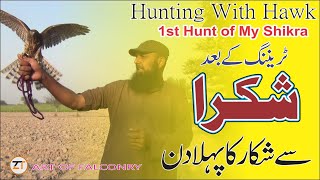 1St Hunting Of My New Shikra (Hawk)|Hunting With Shikra|Shikra(Hawk) Hunt Mayna| Hunting