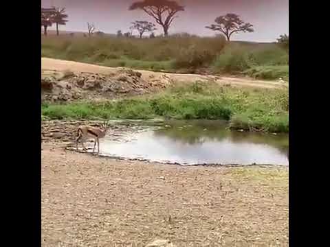 أسد أراد إصطياد غزال لكن الغزال فعل شيء منعه من إنفلات من الأسد أنظر ماذا وقع