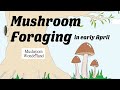 Mushroom Foraging in Early April: Spring Wild Mushroom Foraging and Identification
