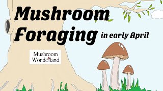 Mushroom Foraging in Early April: Spring Wild Mushroom Foraging and Identification