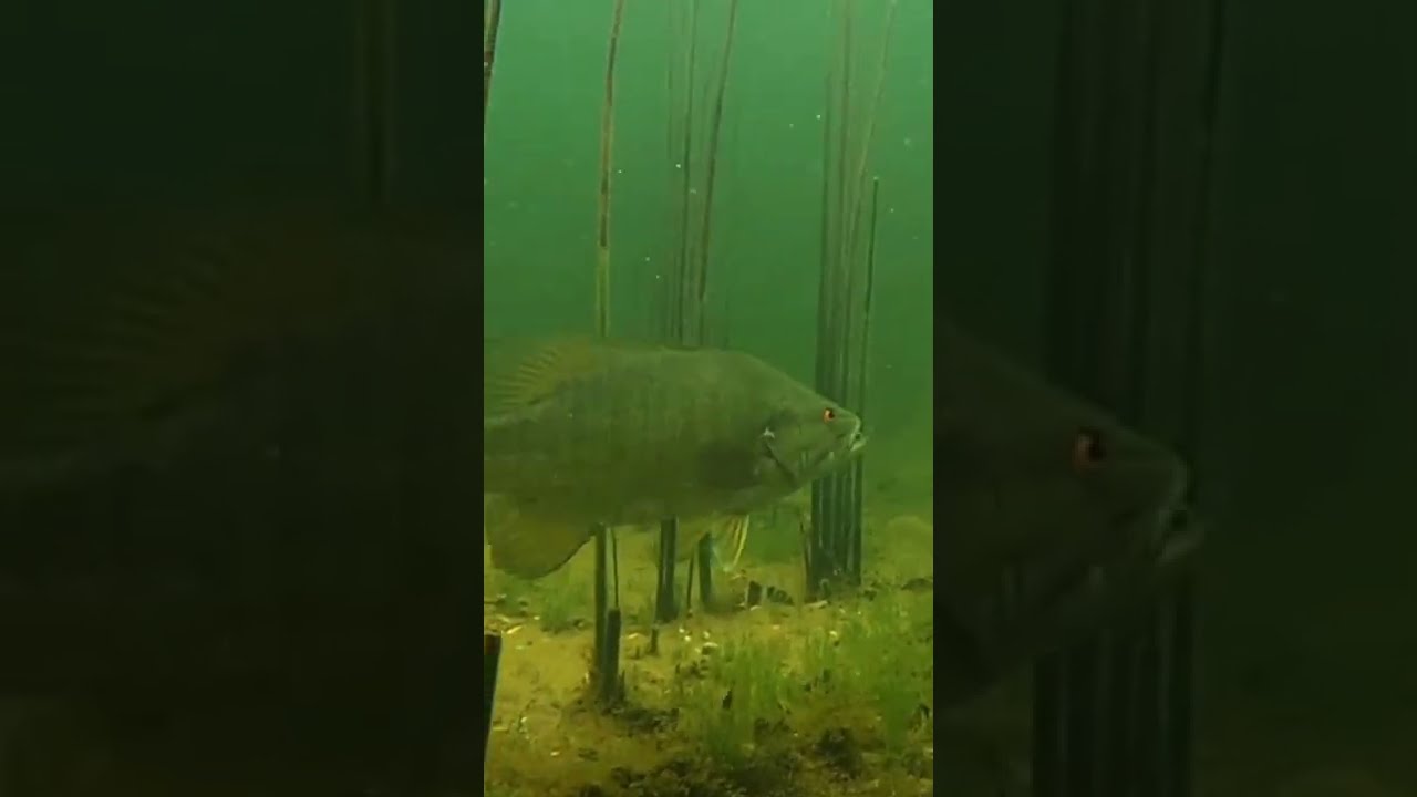 UNDERWATER Footage Of FISH INHALING Drag N Drop BAIT Shorts
