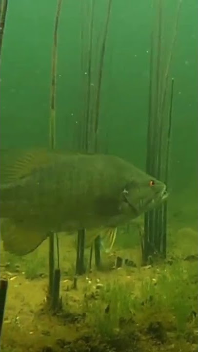 UNDERWATER Footage of FISH INHALING Drag n’ Drop BAIT! #Shorts