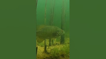 Thumbnail of UNDERWATER Footage of FISH INHALING Drag n’ Drop BAIT! #Shorts