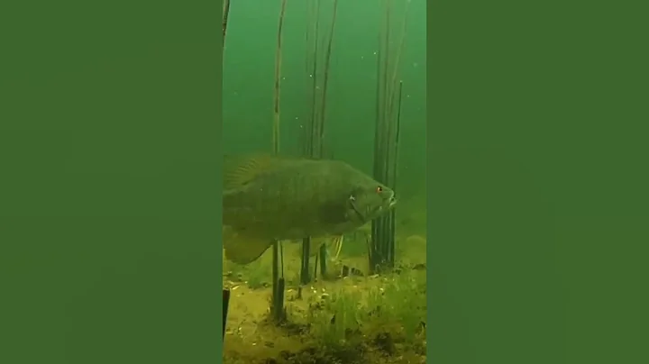 UNDERWATER Footage of FISH INHALING Drag n’ Drop BAIT! #Shorts