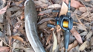 câu cá lóc sau ngày mưa bão