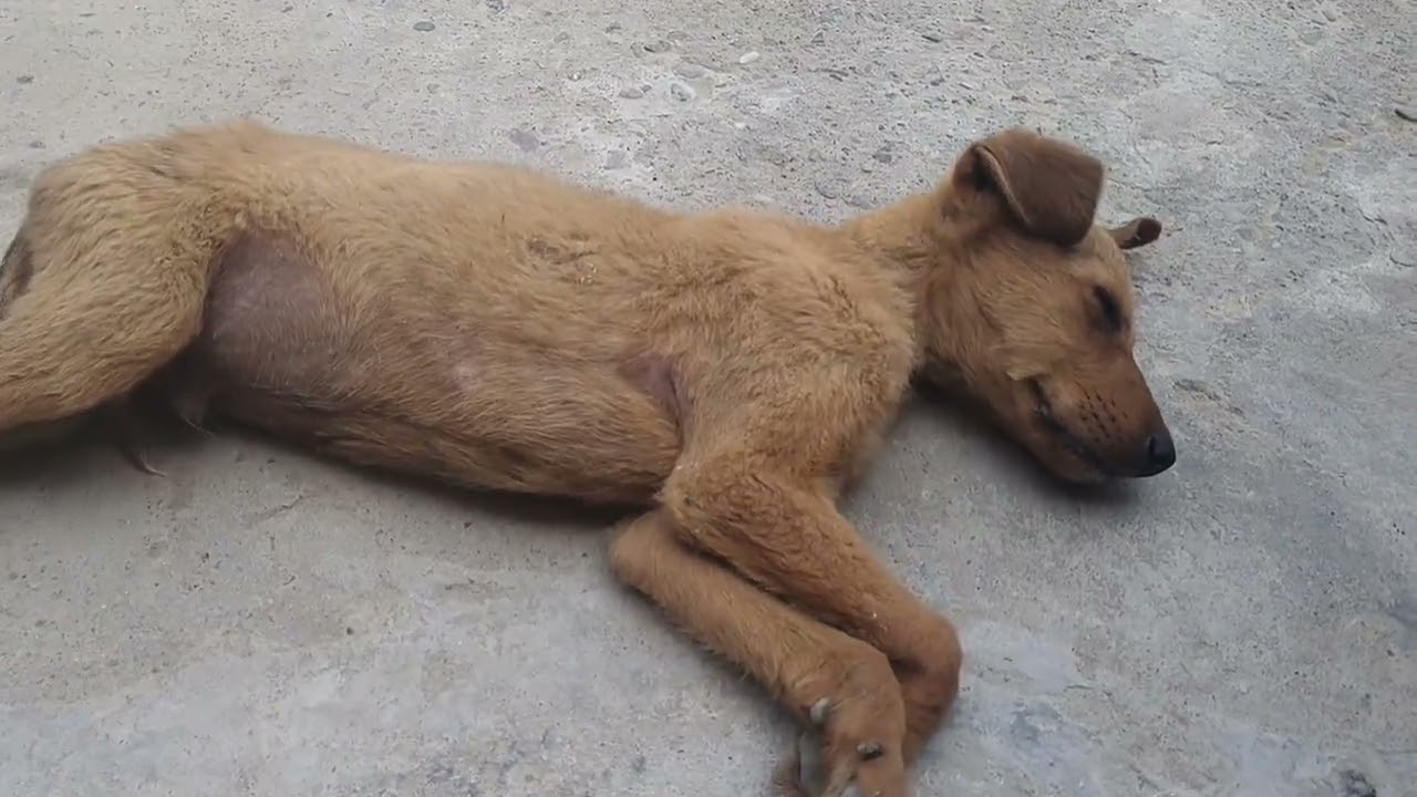 # इन बच्चों की मदद करिए ? ऐसे बेसहारा बच्चों आपके शहर में भी हो सकते हैं  !