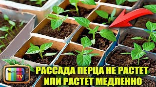 РАССАДА ПЕРЦА НЕ РАСТЕТ ИЛИ РАСТЕТ МЕДЛЕННО ЧТО ДЕЛАТЬ