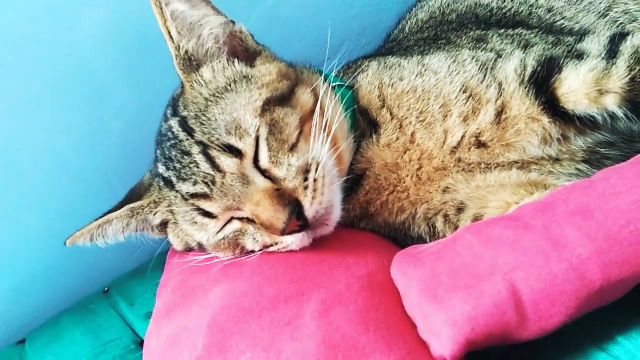  Kucing tidur  YouTube