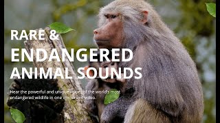 Download Lagu Suara Hewan Langka \u0026 Terancam Punah | Dengarkan Suara Satwa Liar yang Terancam Punah untuk Konservasi MP3