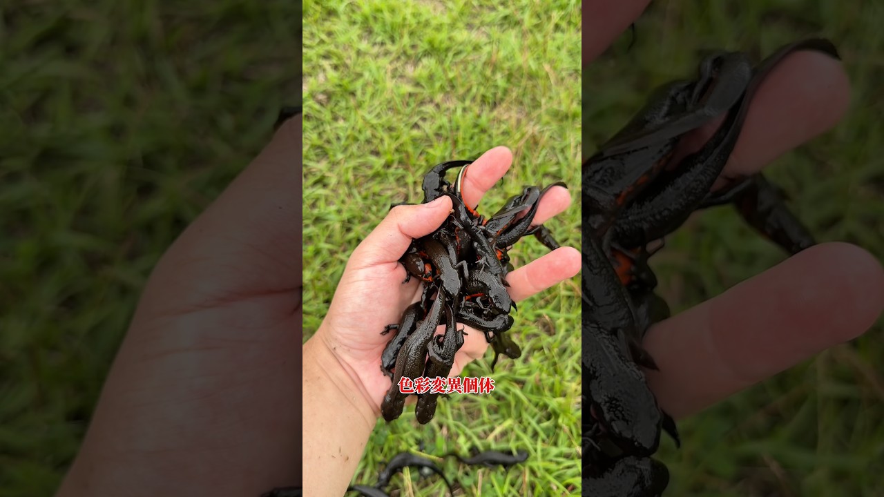 イモリの穴ににゅっぷりと挿れてみると､､､ #アクアリウム #ガサガサ #爬虫類