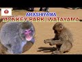 &quot;MONKEY PARK IWATAYAMA&quot;  モンキーパークいわたやま