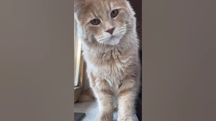 Watch the video about This Isn’t Just a Pet. It’s a Myth in Fur. #cuteanimals #shorts