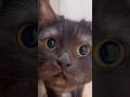黒猫ドアップ10秒間…#shorts