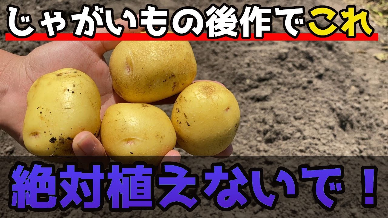 じゃがいも 後 作