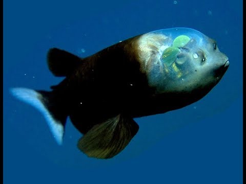 PEZ con CABEZA TRASPARENTE | Nat Geo Wild