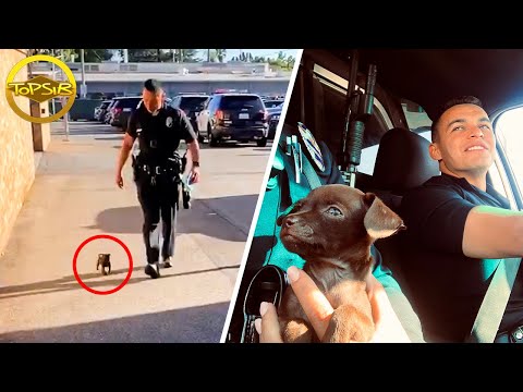 วีดีโอ: ตำรวจสุนัขลุกขึ้นด้วยความอ่อนน้อมถ่อมตนของตัวเองหลังจากที่ผู้ต้องสงสัยสองคนลง