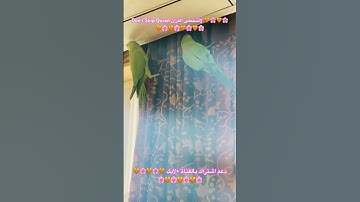 تلاوه عطره من الذكر الحكيم #parrot #parrotparrot #foryou #اكسبلور #birds #cutebird #cuteparrot